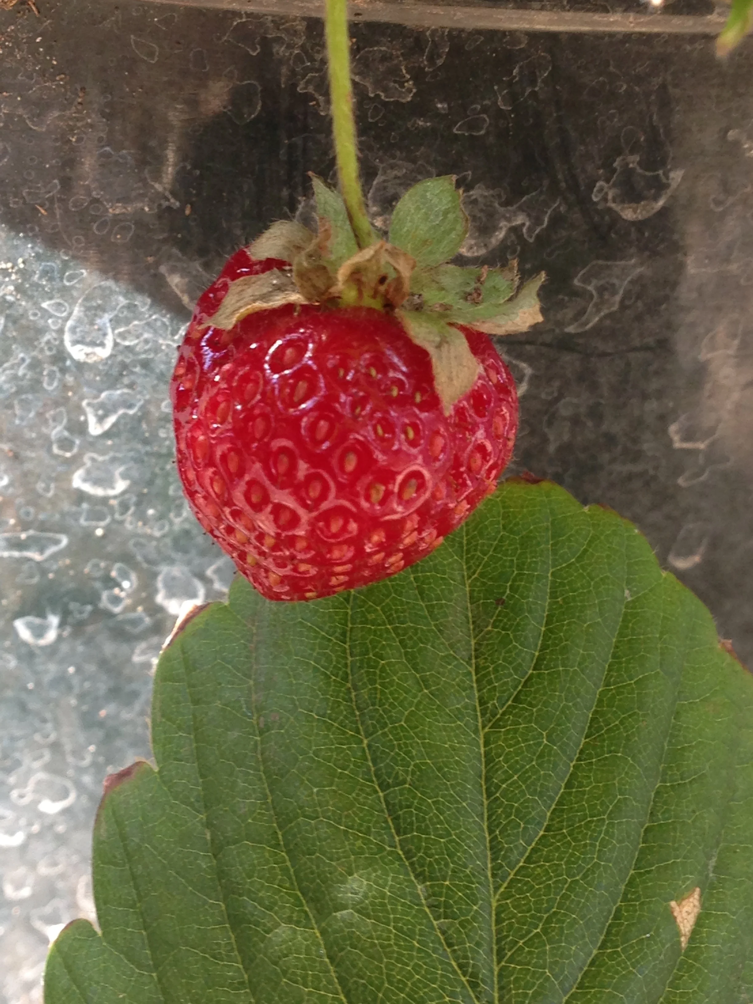 STRAWBERRY