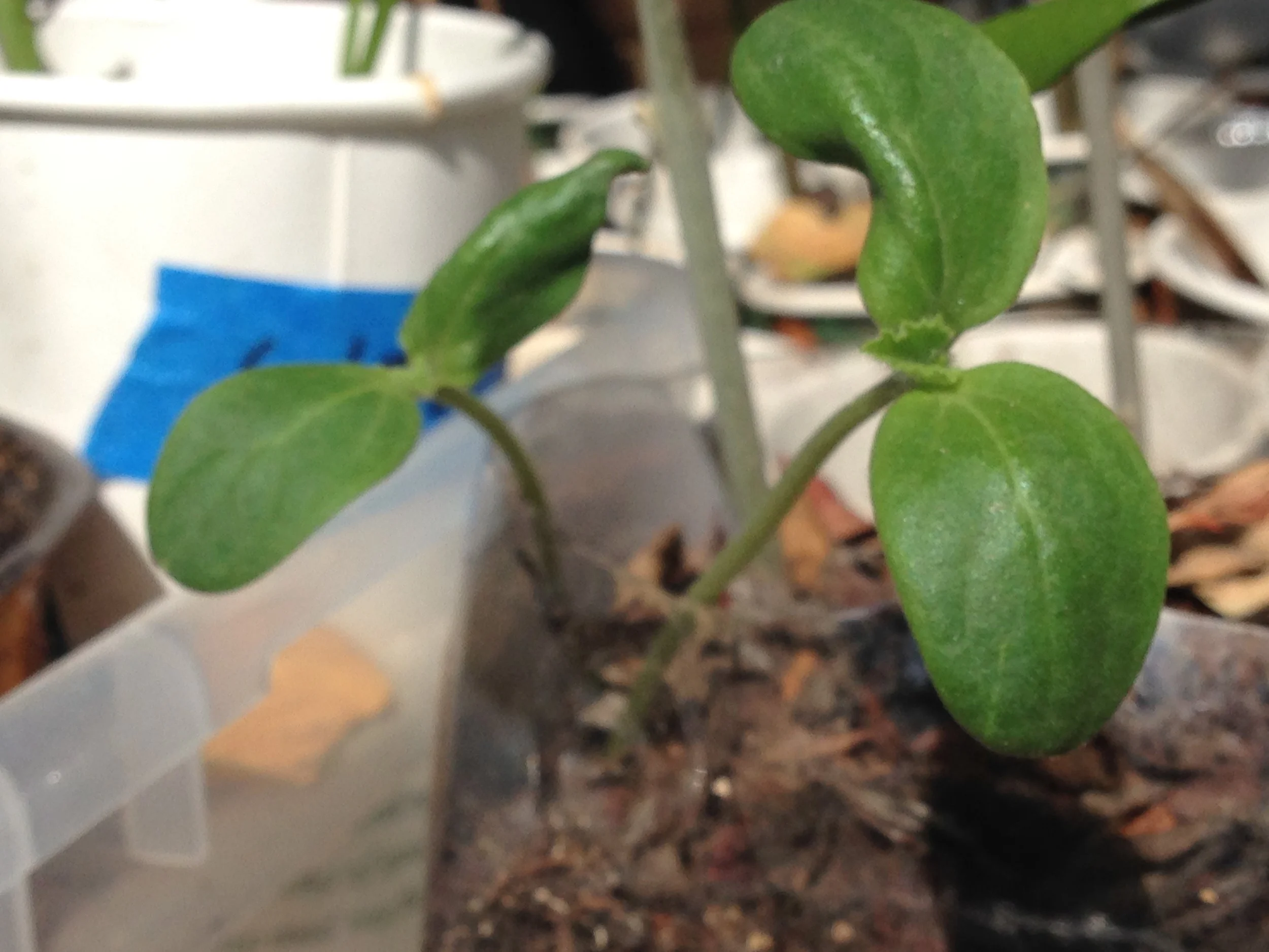BUTTERNUT SQUASH (OR CANTALOUPE)