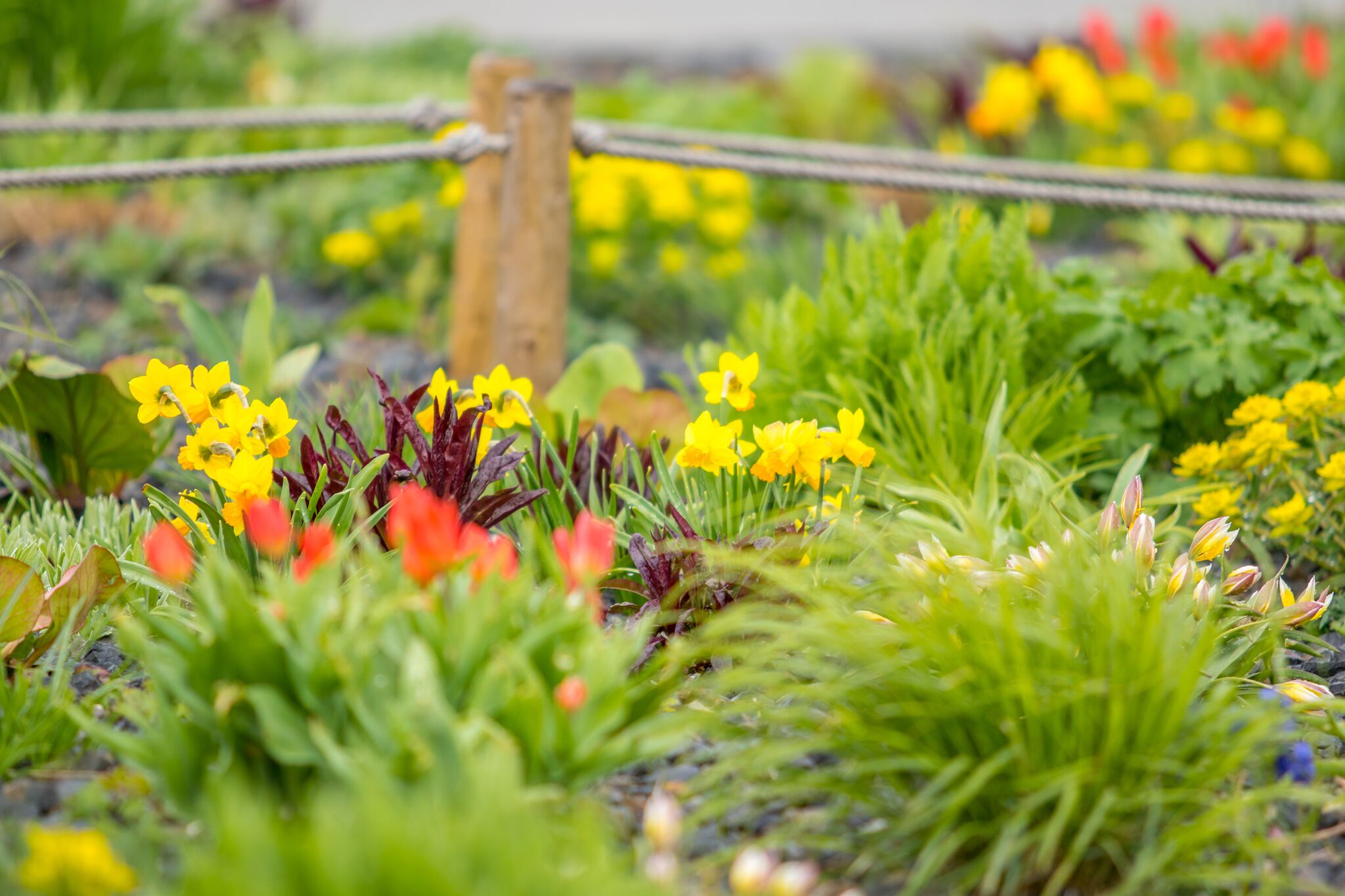 Cibuloviny, záhony, ktgardens, jaro, zahrada, tulipány, narcisy