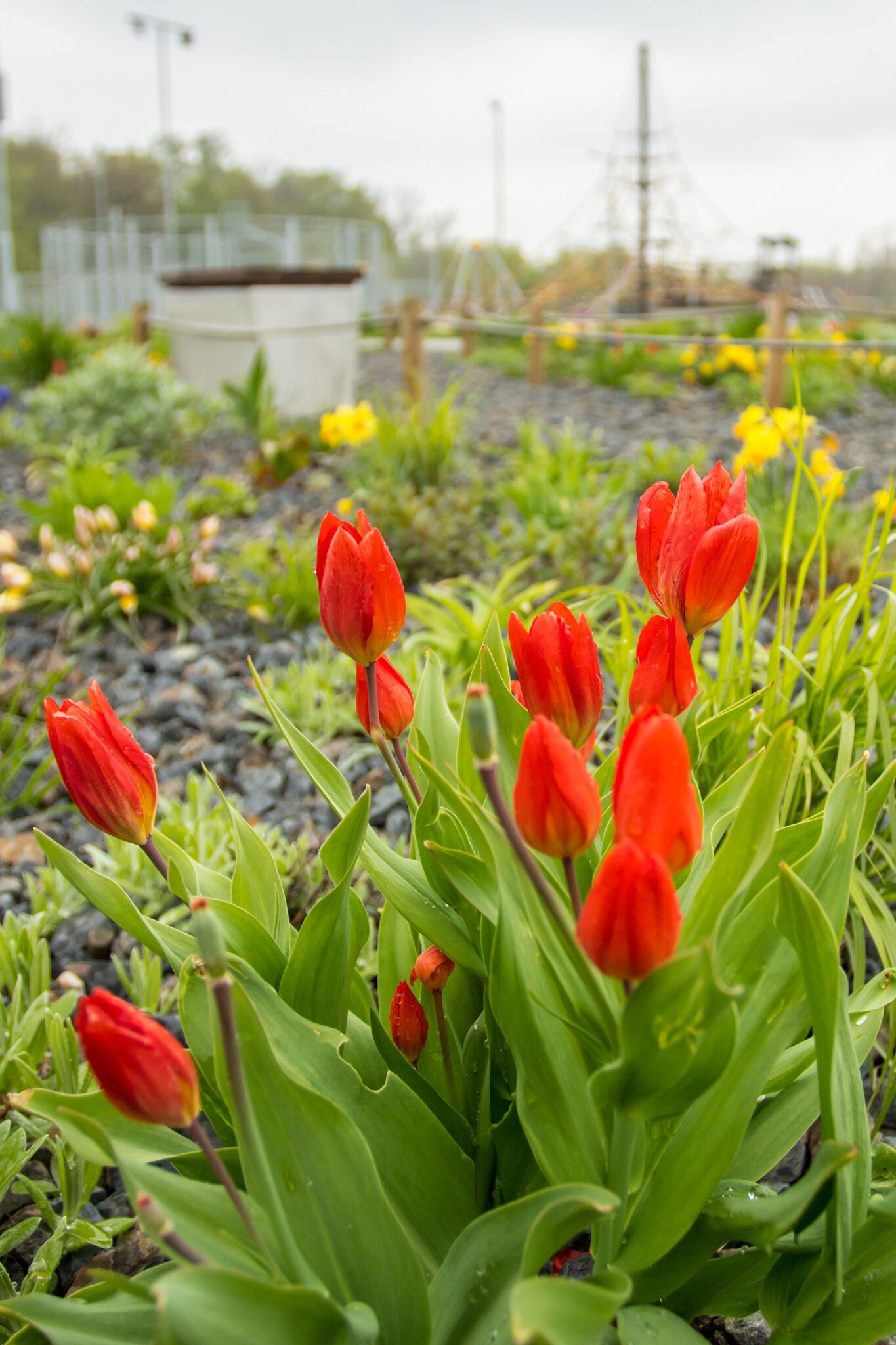 tulipány - Tulipa praestans 'Fussilier'