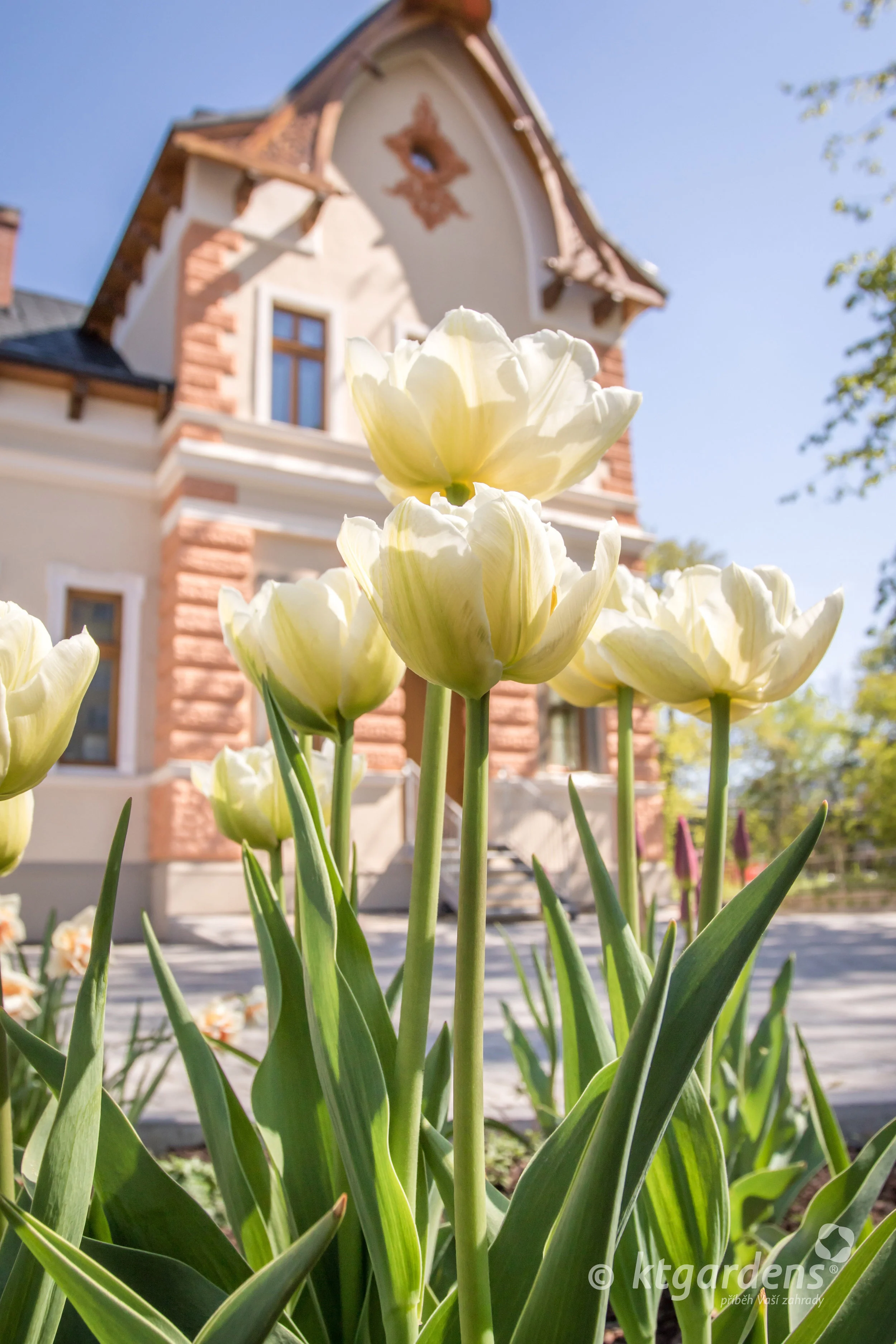vila Machů, zahrada, Kopřivnice, ktgardens, tulipány