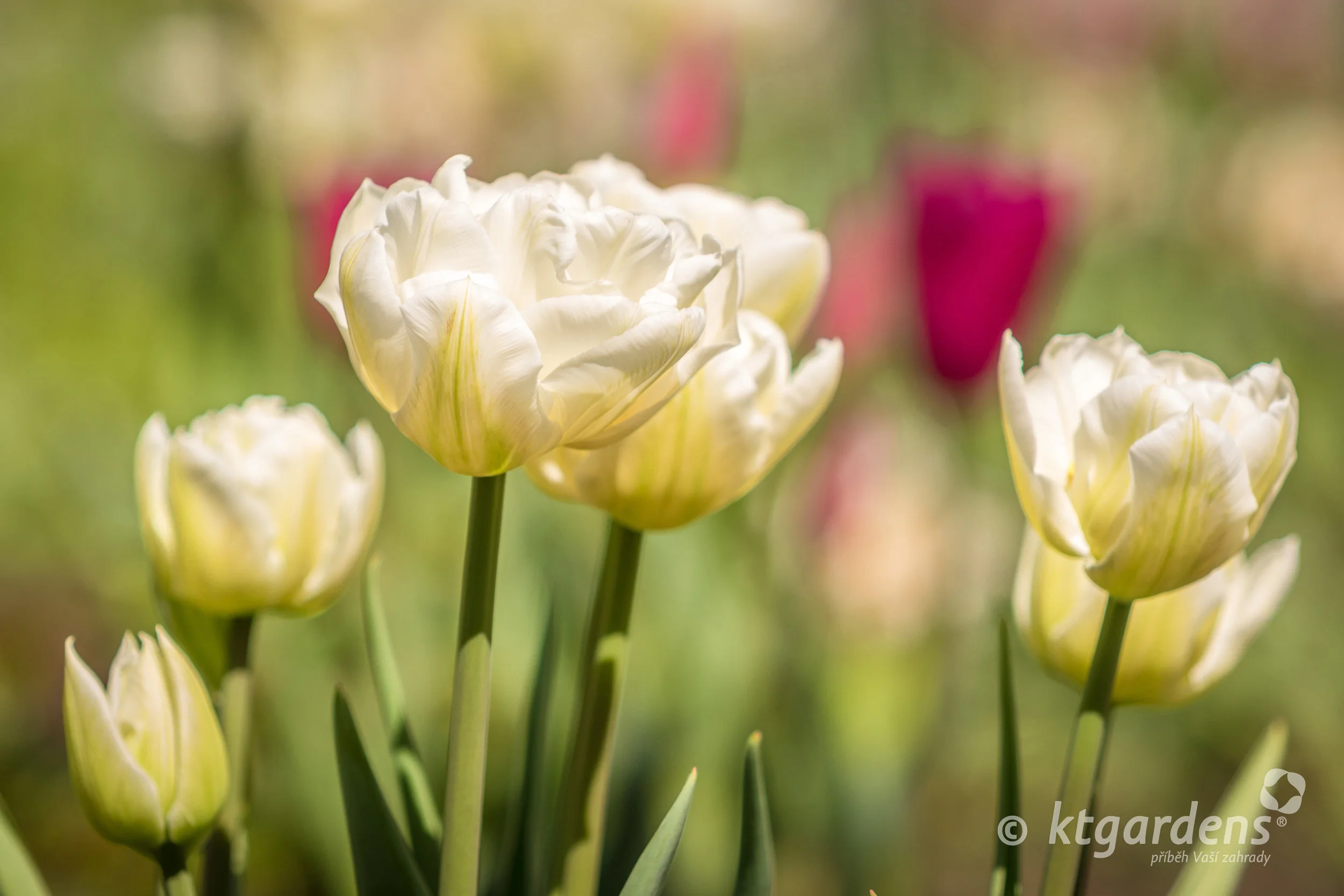 Blog