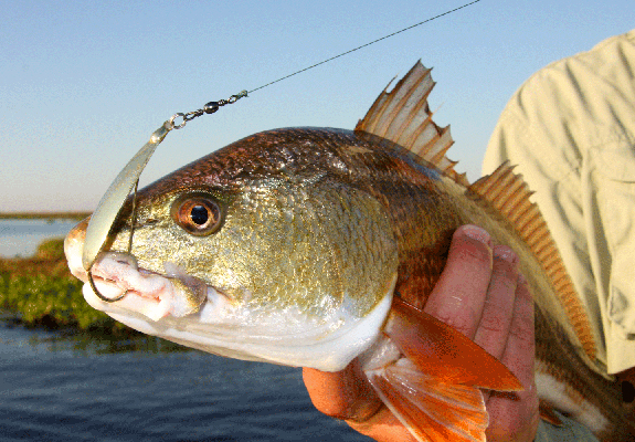 What's the Best Kind of Bait for Fishing in Galveston Bay?