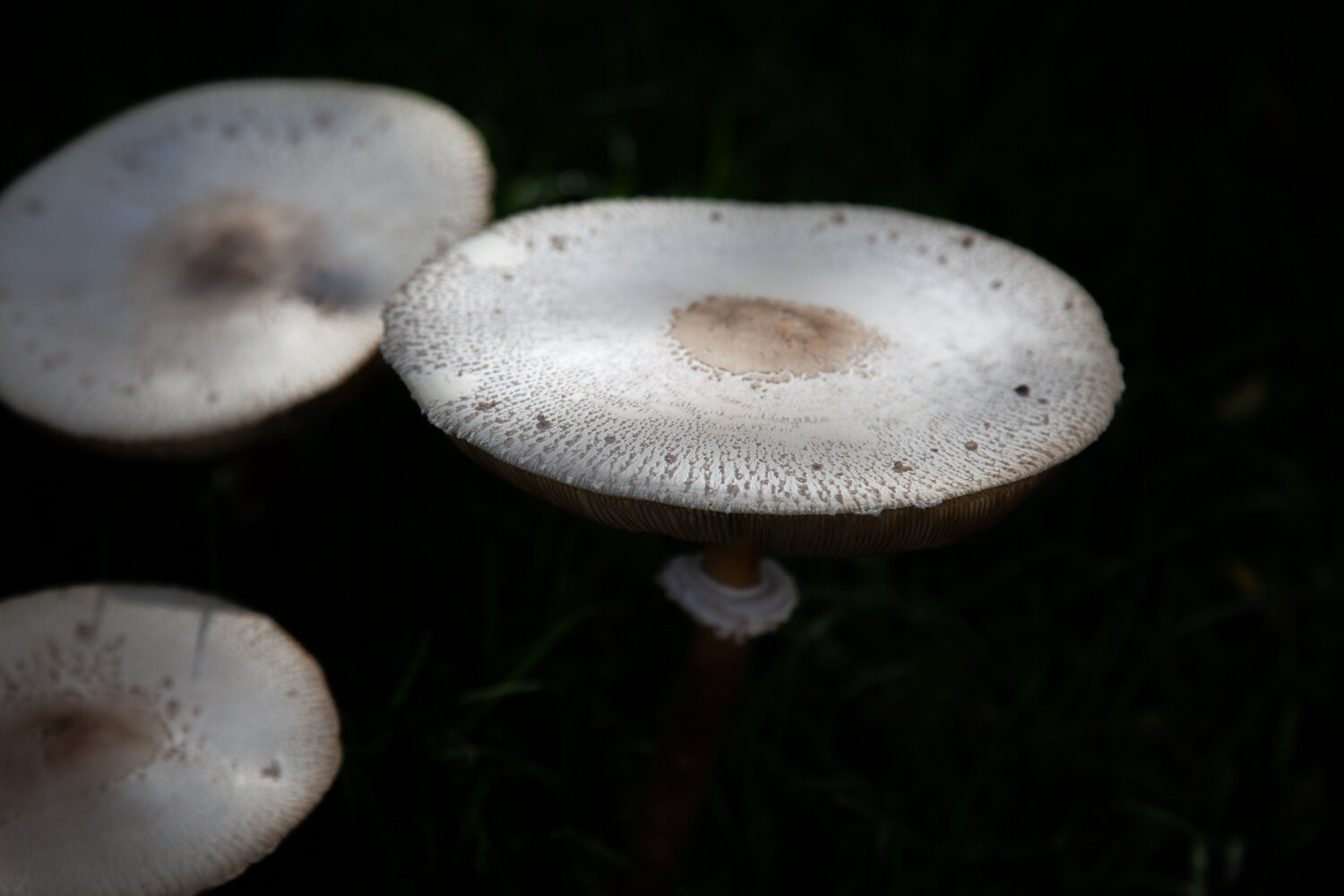 street mushrooms (11 of 21).jpg