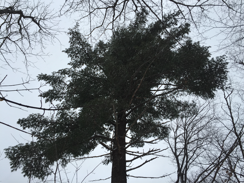 Cathedral tree.png