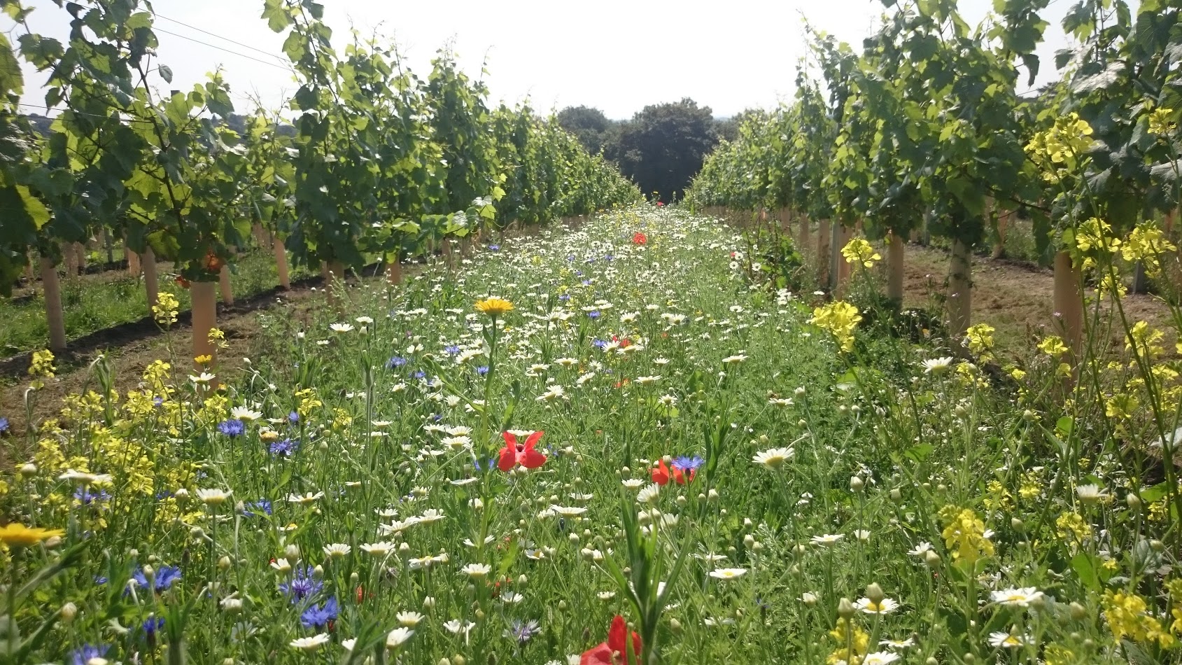 August 2016 - Wild flowers establishing