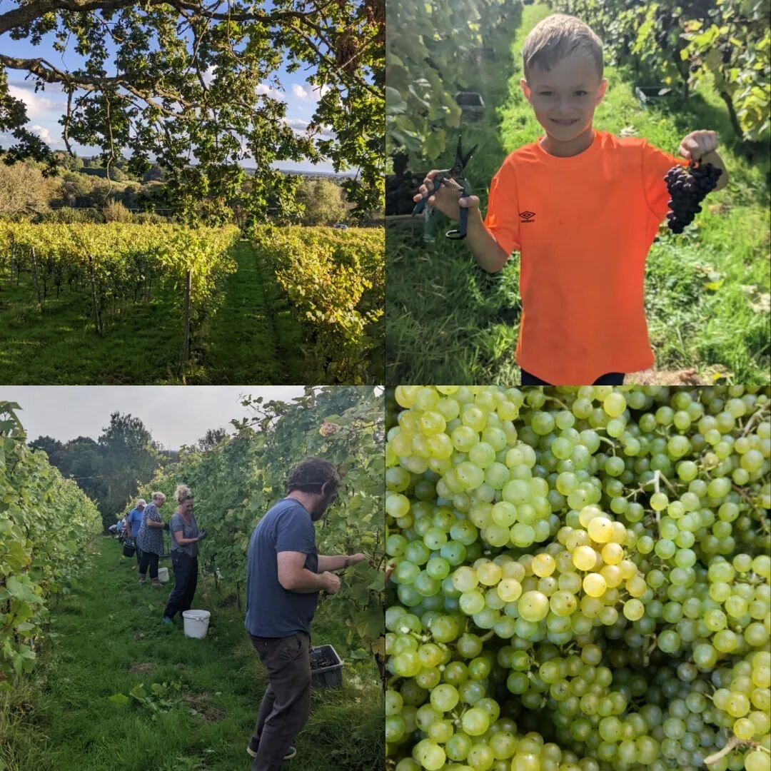 2023 was an epic harvest - our best ever! Thank you to all those that came out to pick; we have such a fantastic community of volunteers and supporters and we couldn't have done it without you!

To celebrate the amazing harvest we have free delivery 