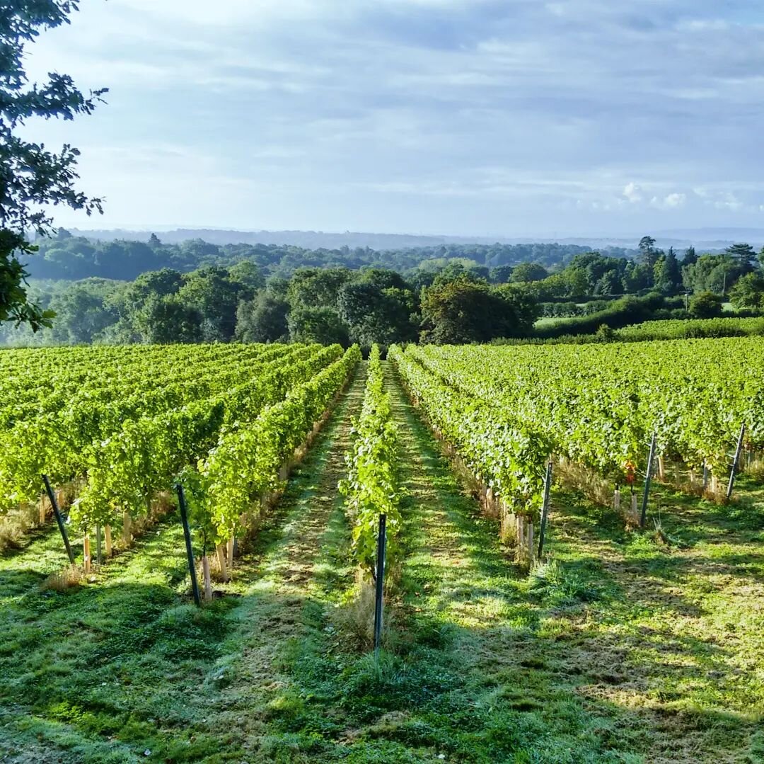 Fancy soaking in this view? Our tour and tasting dates for spring/summer 2024 are live on the website and ready to be booked. Join us for an in-depth tour of the vineyard, plus a tasting of the current wines, led by the owners. We also offer deliciou