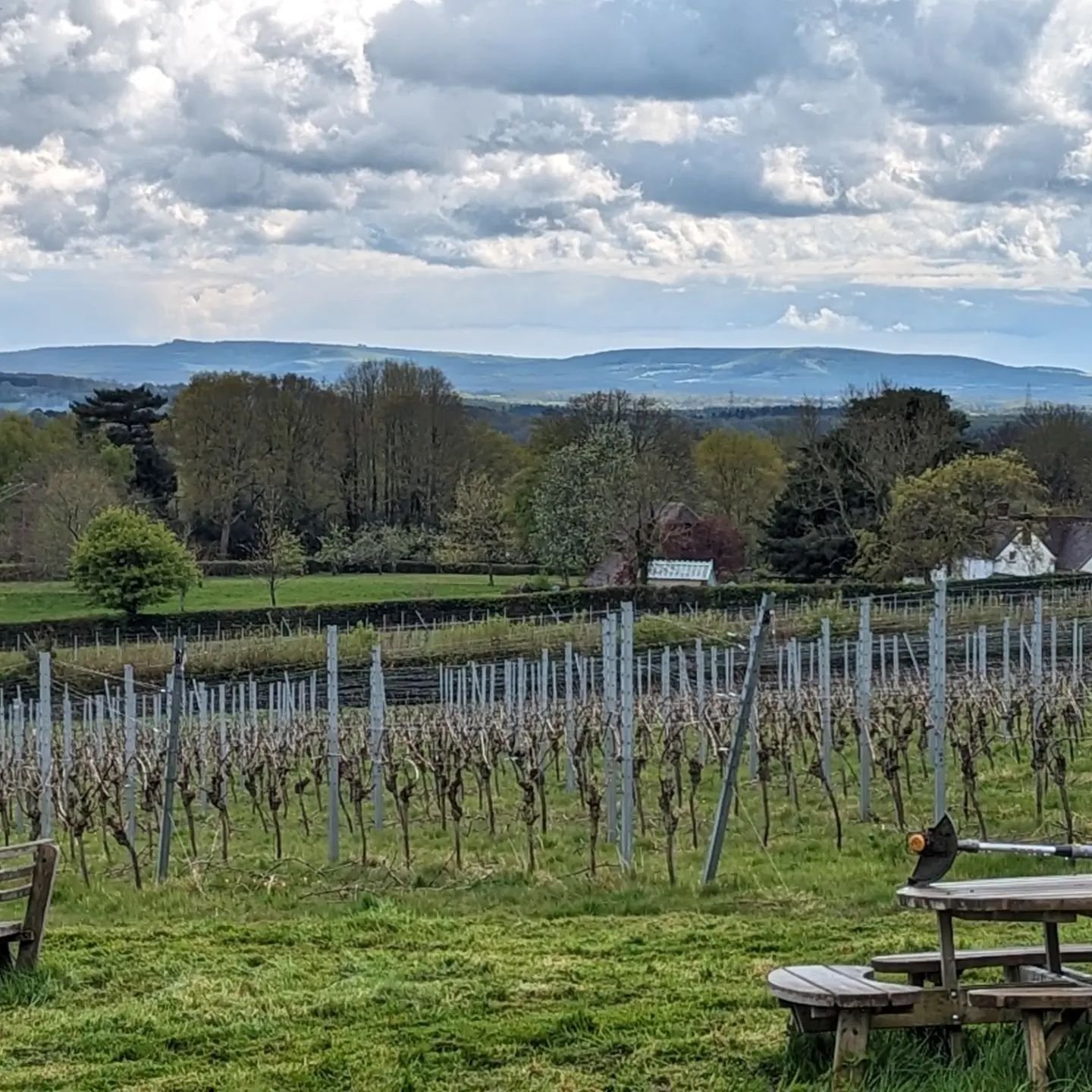 Never get bored of this lovely spot, and that view. Looking South towards the Downs from the slopes of the High Weald.  Roll on the Summer.  Wish it would get a wriggle on!! 🌞😎 

#englishsparkling #Sussex #beacondownwines #winetime #Heathfield #vin