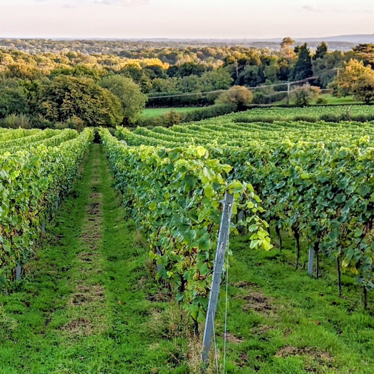 Fancy joining us this summer? Our tour and tasting day dates are up on the website ready for booking! 
Enjoy an in-depth tour of the vineyard and new winery and then taste some of our award winning sparkling and still wines while taking in the breath