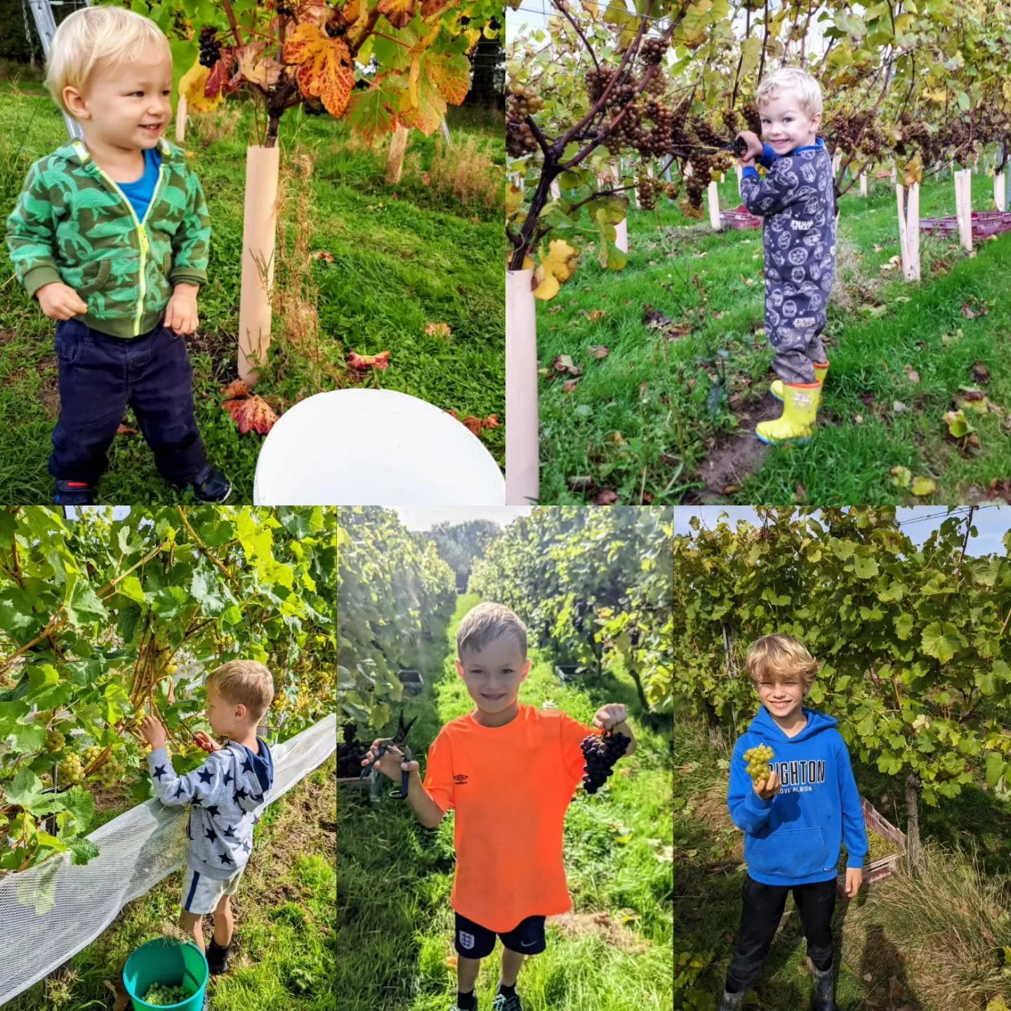From our first harvest in 2017 to now, it's always a family affair at Beacon Down! Harvest 2025 is in full swing and our children are always part of the action. 

#englishvineyard #harvest2025 #harvest #eastsussex #heathfield #englishwine