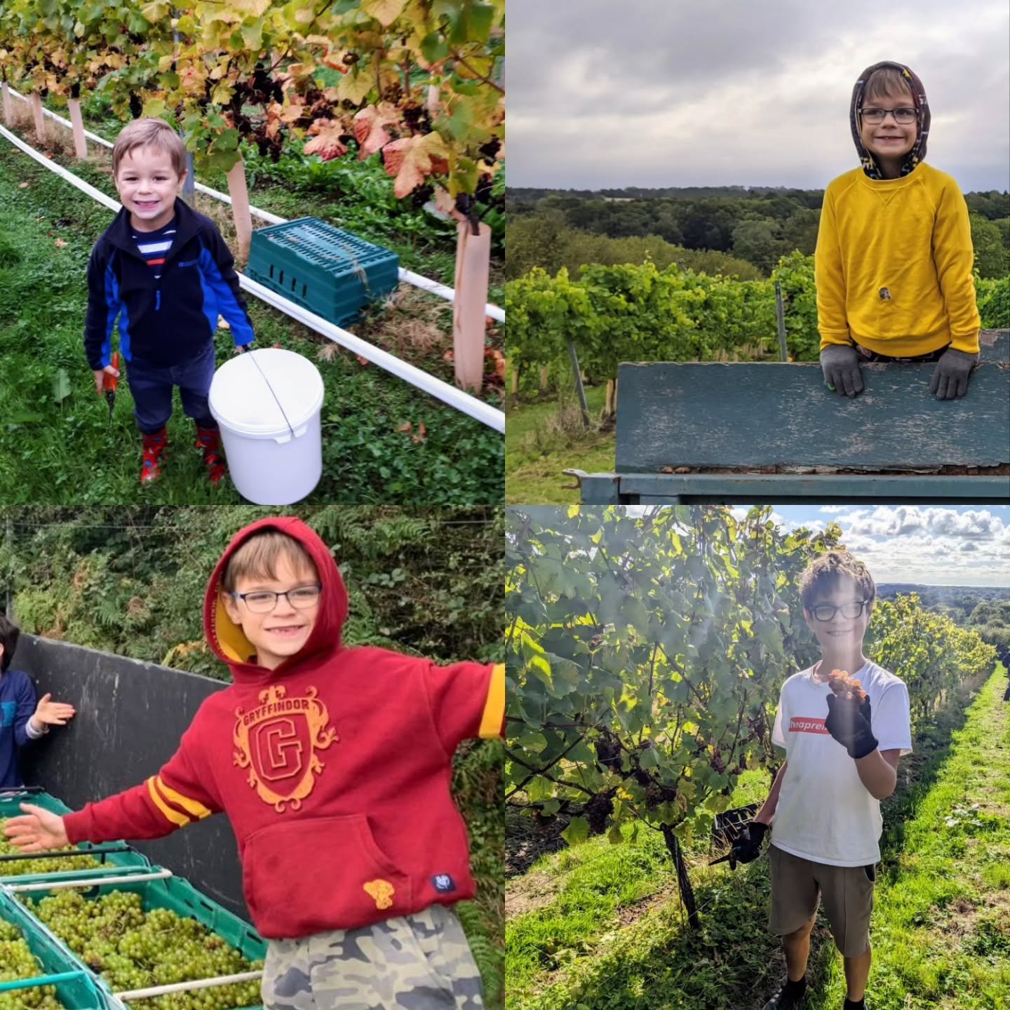 The big one wanted a slot on the grid too! From harvest 2017 to today!

#harvest #englishvineyard #englishfizz #eastsussex #grapes #pinot #harvest2025