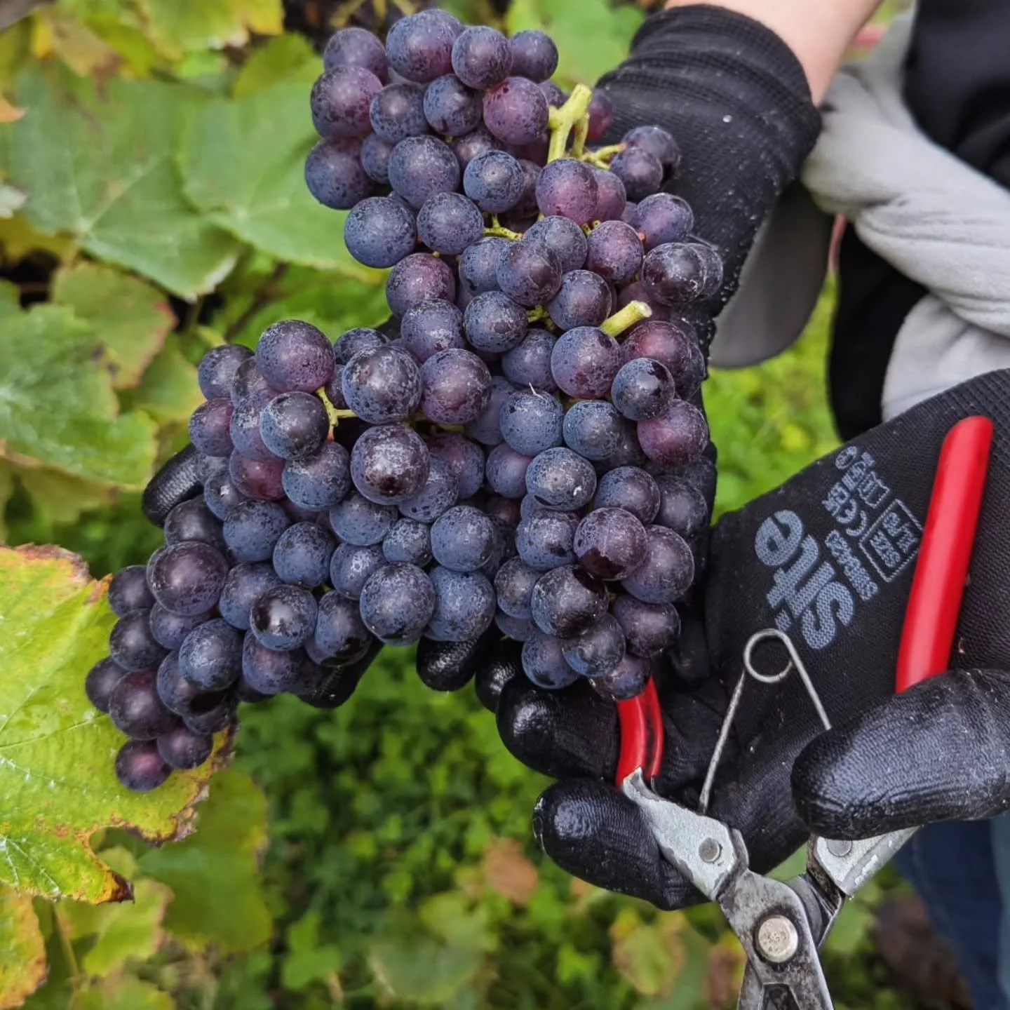 To celebrate the brilliant harvest we are having, if you order 4 or more bottles from us via the website before the end of October 12 we will give you a FREE MYSTERY bottle!

No codes needed, nationwide delivery available!

Get shopping at www.beacon