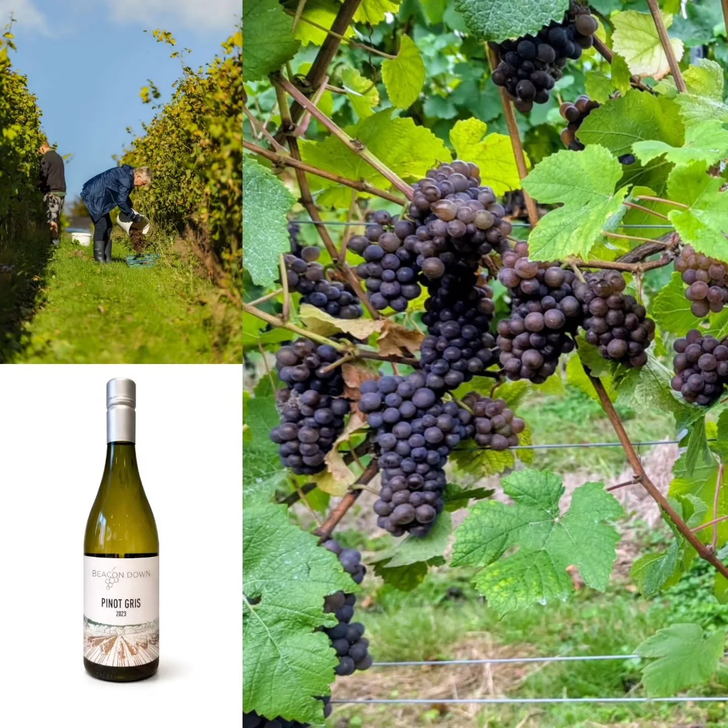 It's Pinot Gris picking day at the vineyard and the grapes are looking great. Why not enjoy a glass of our 2023 Pinot Gris in the cafe while the harvest is being brought in! We are open until 5pm today for coffee, cakes🍰, lunches and wine 

#harvest