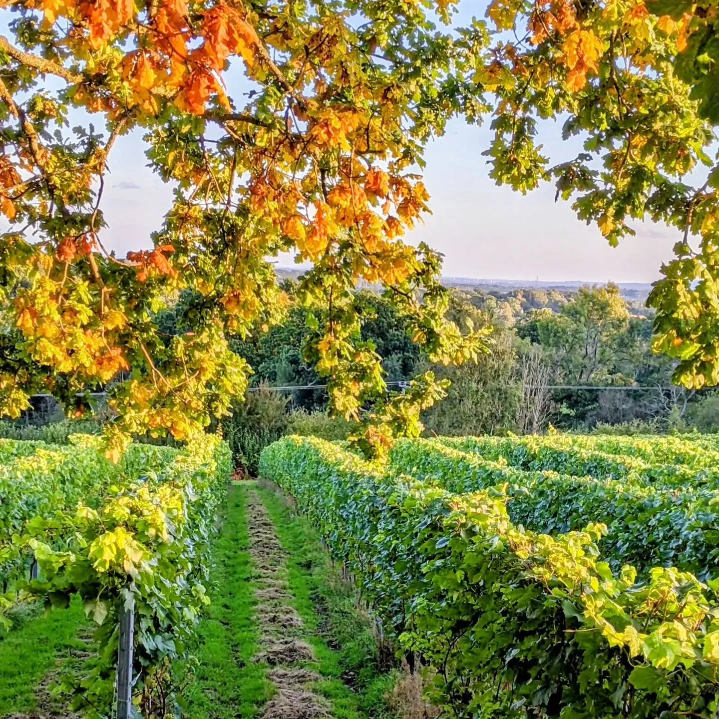Harvest is coming to an end at the vineyard and soon the autumn colours will be here! We have added 3 October tour dates to the website ready for booking - on the 3rd, 10th and 17th (just 2 spots left for this one!) - we would love to show you round 