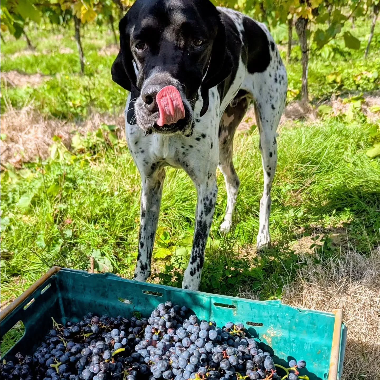 Harvest 2026 is all done! Thank you to everyone who helped us bring in this year's 🍇! It's been a brilliant year and we are now busy turning it all into lovely wine!

#harvest2026 

Don't worry Dudley didn't eat any grapes - he prefers 🧀