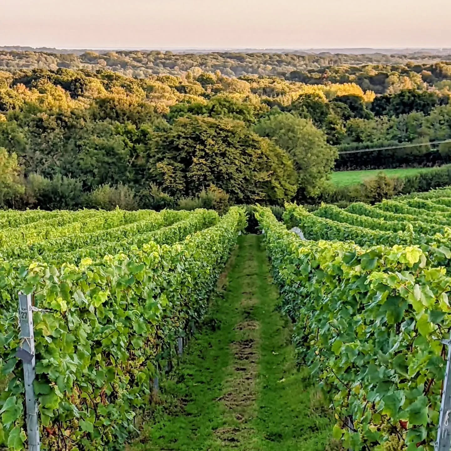 Now booking for vineyard tours and tastings in November - 3 new dates added. Join us for an in-depth tour of the vineyard and winery, followed by a tasting of our award winning wines.

Book at www.beacondown.co.uk 

#vineyardtour #winetasting #englis