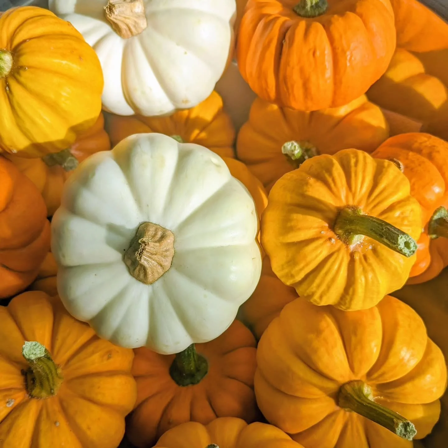 Autumn menu with warming jacket potatoes starts today, plus we have locally grown pumpkins and munchkins available to buy. Plus cake of course....Tuesday is baking day so there will be some new treats later! Open until 6pm 

#pumpkinseason #autumnmen