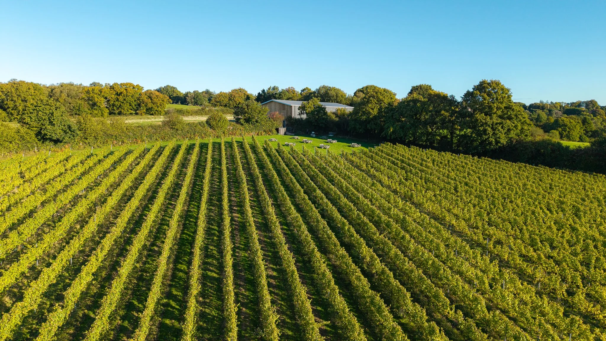 Wealden Wine Trail - Beacon Down - Photo - LOWER RES -5.jpg