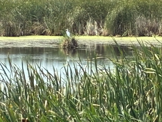watershed great egret.jpeg