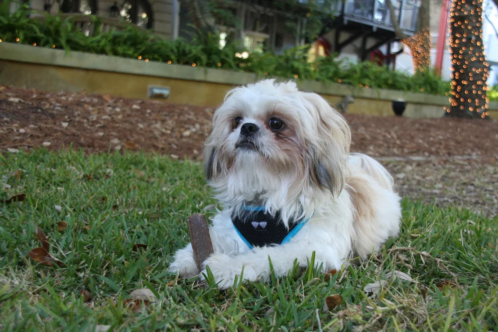 2010-sandi's-leo-018.jpg