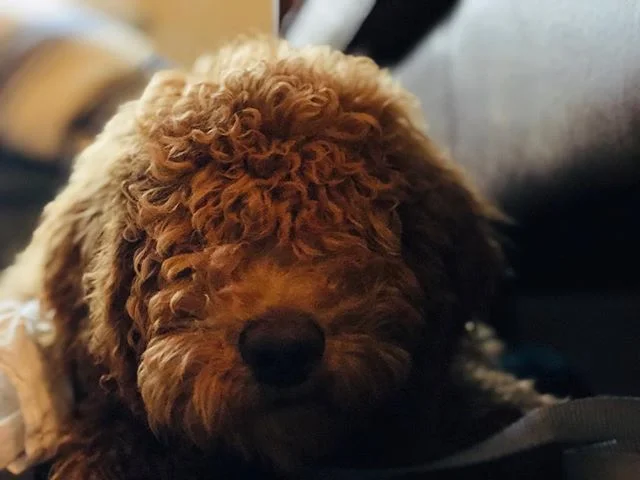 Sweetest welcome home from this snuggle bug. (📸: Henry)