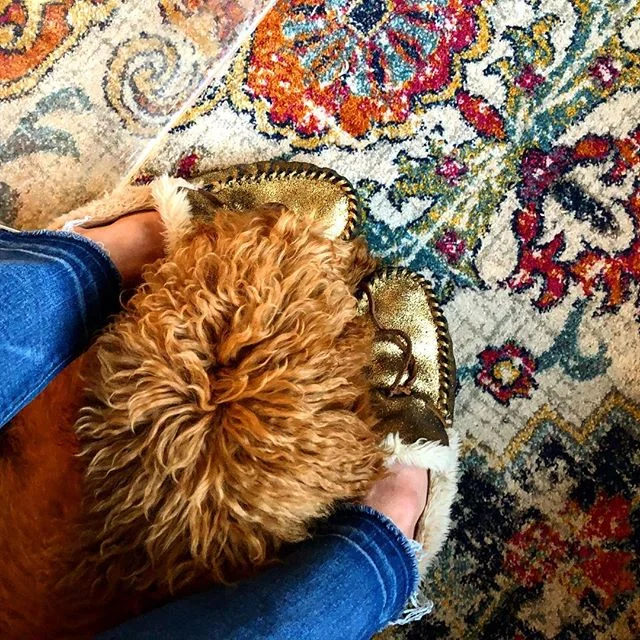 Aaron’s advice to our boys: “Boys, find someone who loves you the way Pepper loves Mom’s slippers.” :) .
.
.
.
(slippers are @jcrew, rug is the Aina from @joybird.)