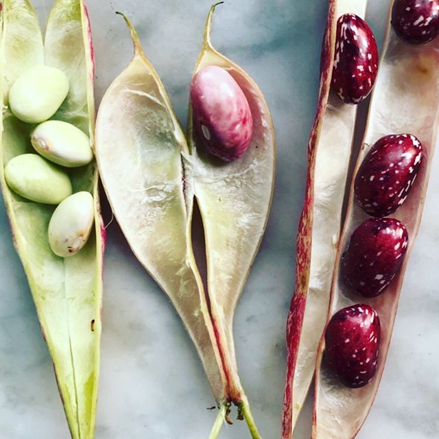 Cranberry bean season is here in all it&rsquo;s gorgeous glory. See story for more on how to cook them.