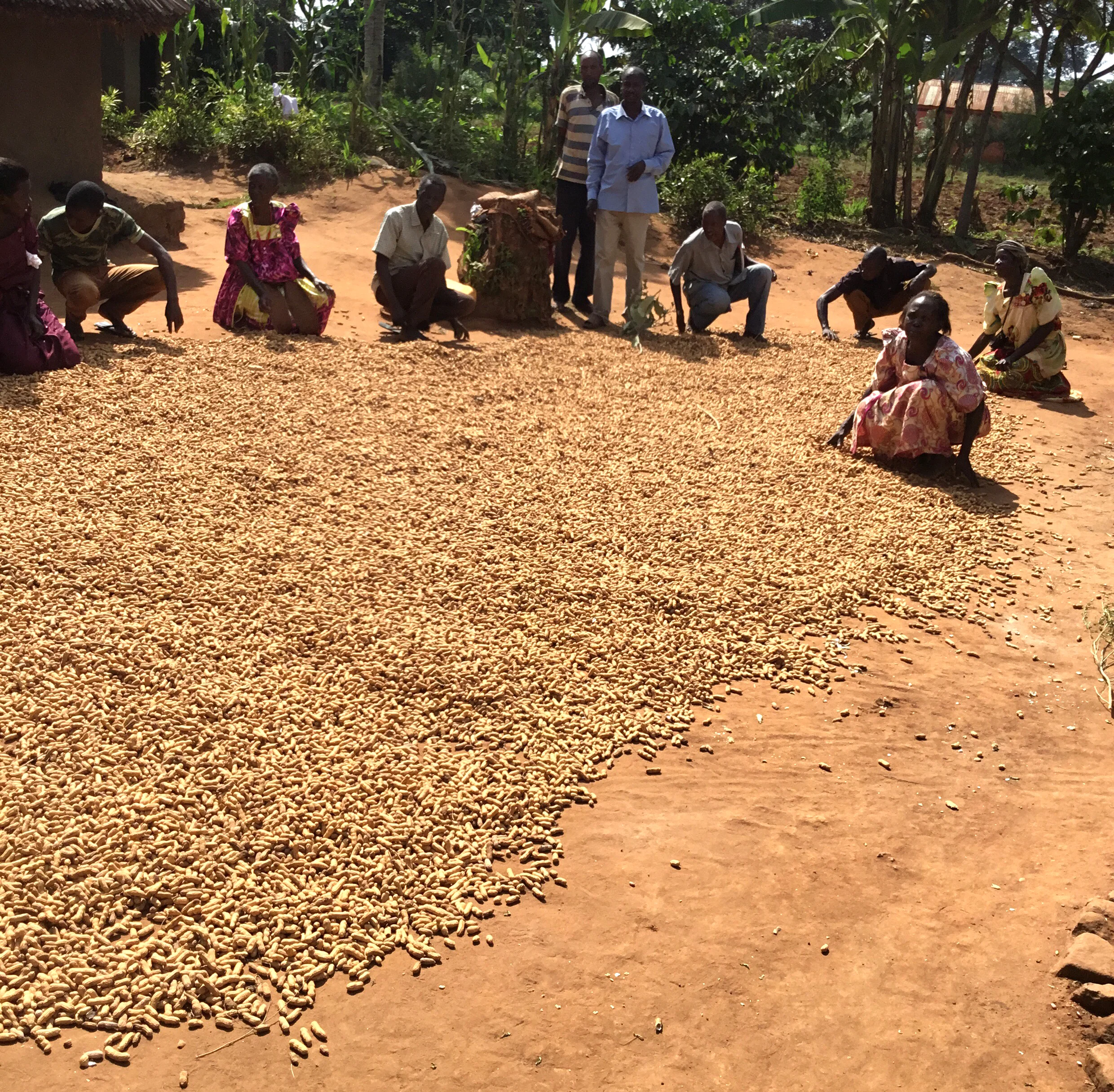 Nabikenge Village harvested 600 pounds of groundnuts in June. They are dried in the sun before they are sold.