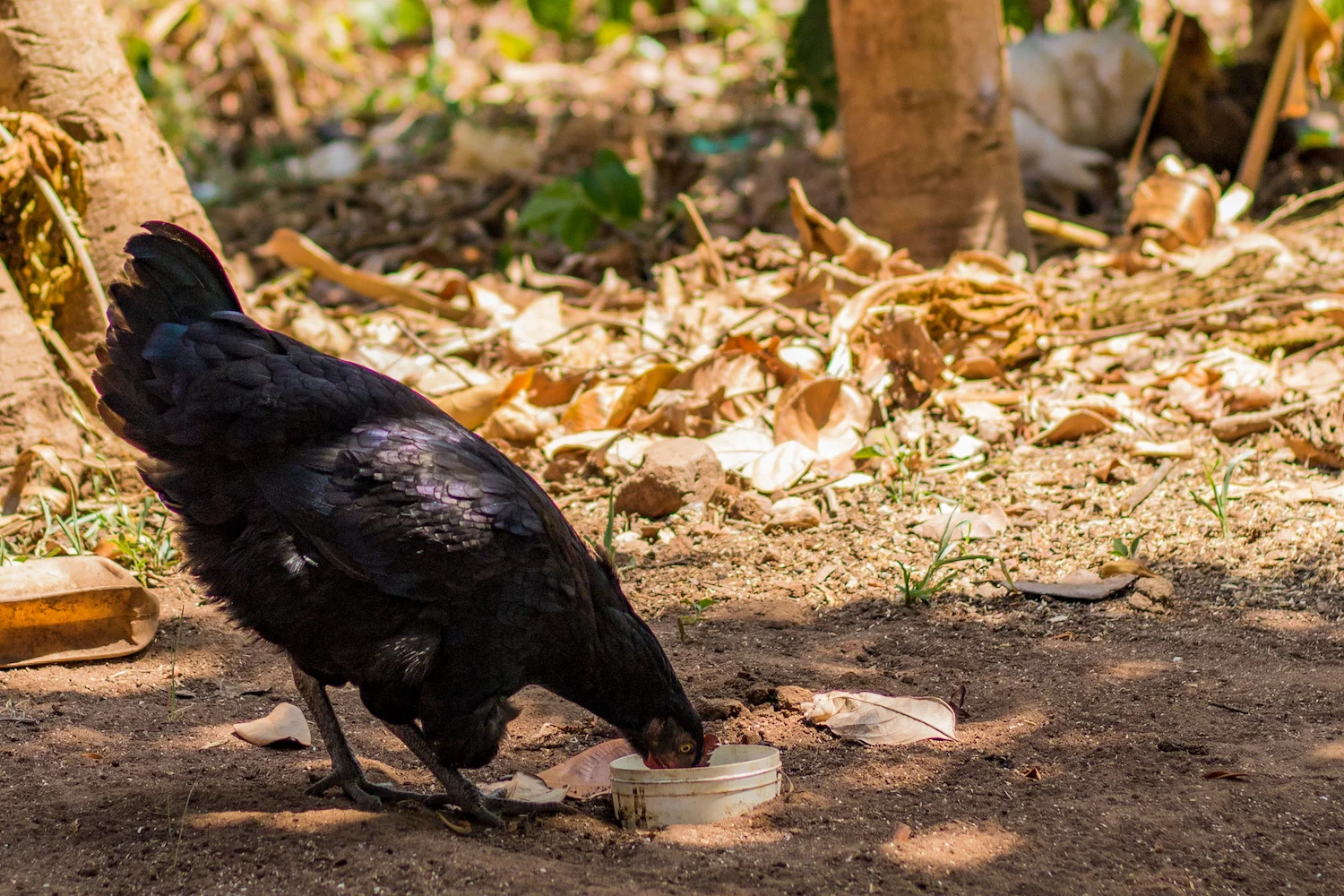 Ida also encourages people to set water aside for chickens so that they don’t drink water out of washed dishes or the family’s drinking water containers, which can spread disease.