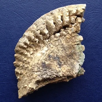 Metengonoceras Reverse Walnut Clay Formation Hood Co., TX
