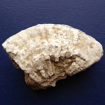 Metengonoceras Walnut Clay Formation Hood Co., TX