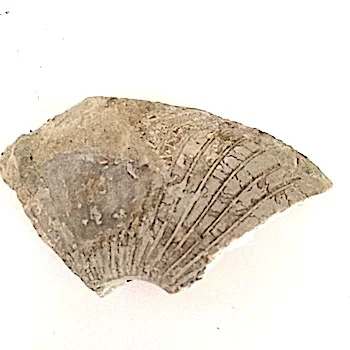 Oxytropidoceras #369 Goodland Formation Denton Co., TX