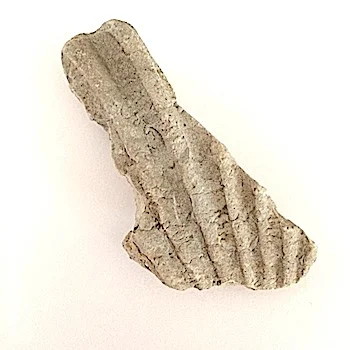 Oxytropidoceras #371 Goodland Formation Denton Co., TX
