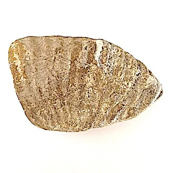 Oxytropidoceras #373 Goodland Formation Denton Co., TX