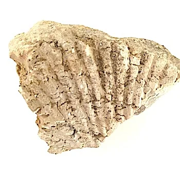 Oxytropidoceras #377 Goodland Formation Denton Co., TX