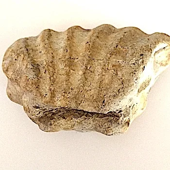 Oxytropidoceras #378b Goodland Formation Denton Co., TX