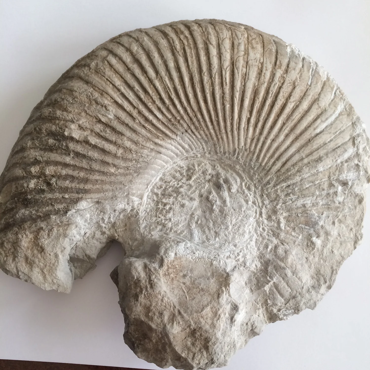 Oxytropidoceras #667 Goodland Formation Denton Co., TX