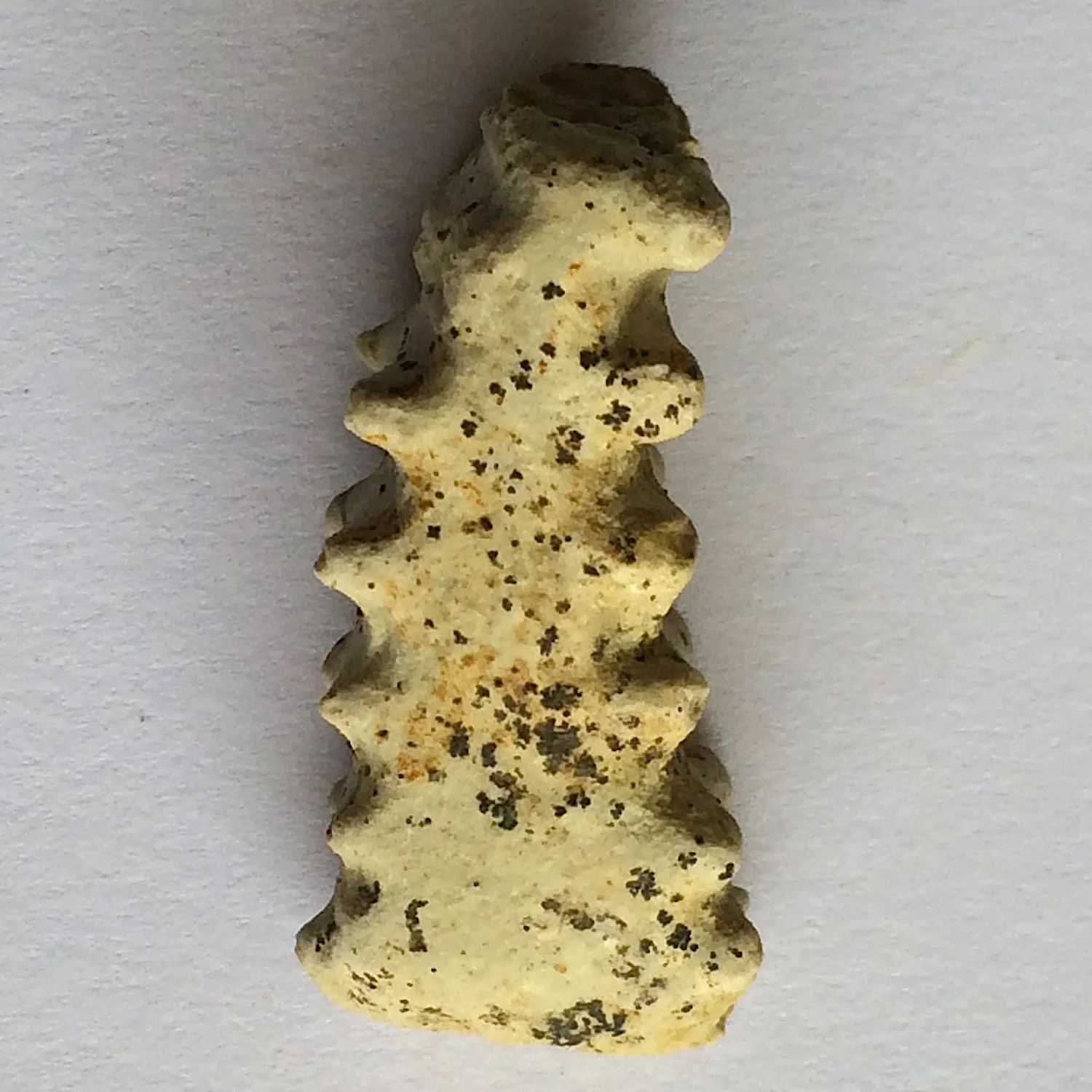 Metengonoceras #654 Grayson Marl Formation Denton Co., TX
