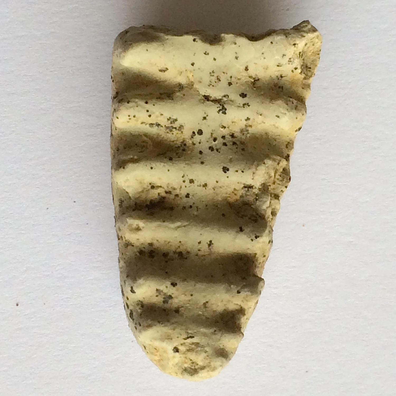 Metengonoceras #654b Grayson Marl Formation Denton Co., TX