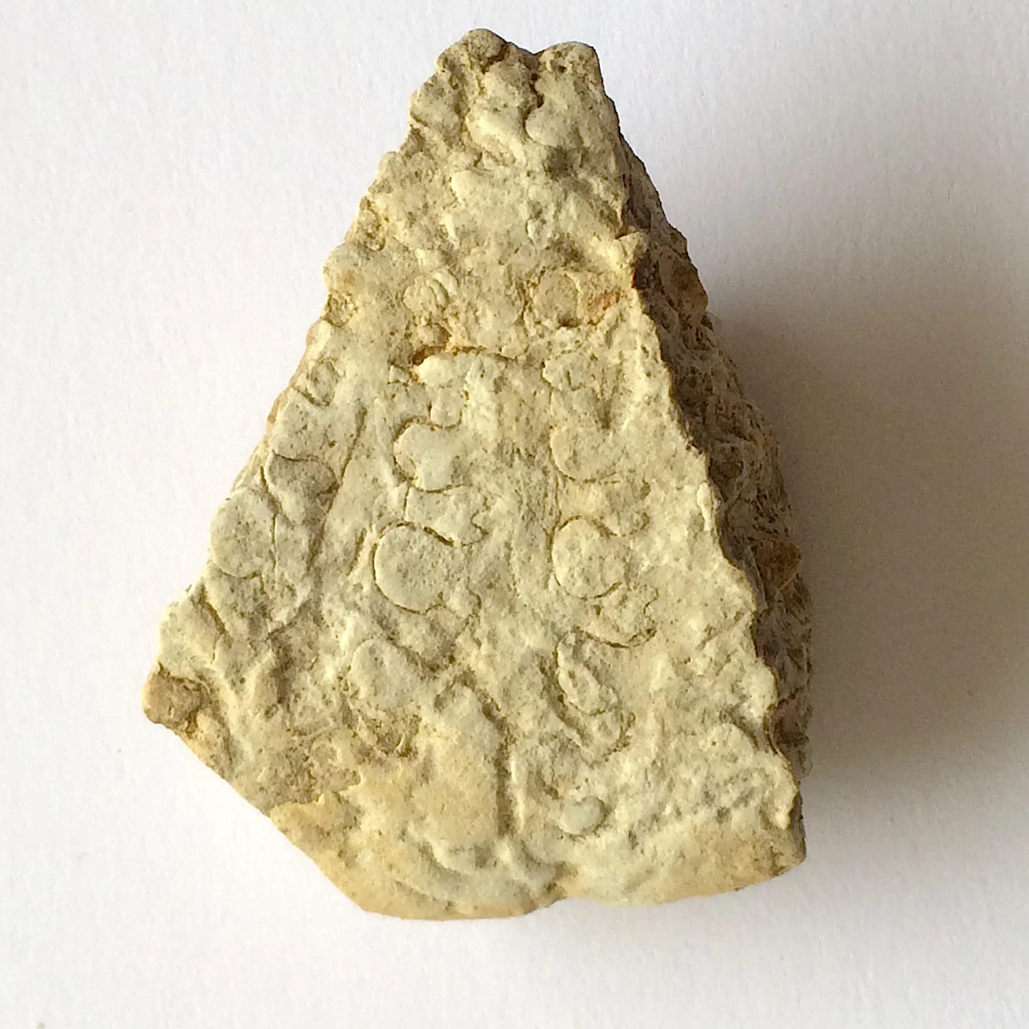 Metengonoceras #654d Grayson Marl Formation Denton Co., TX