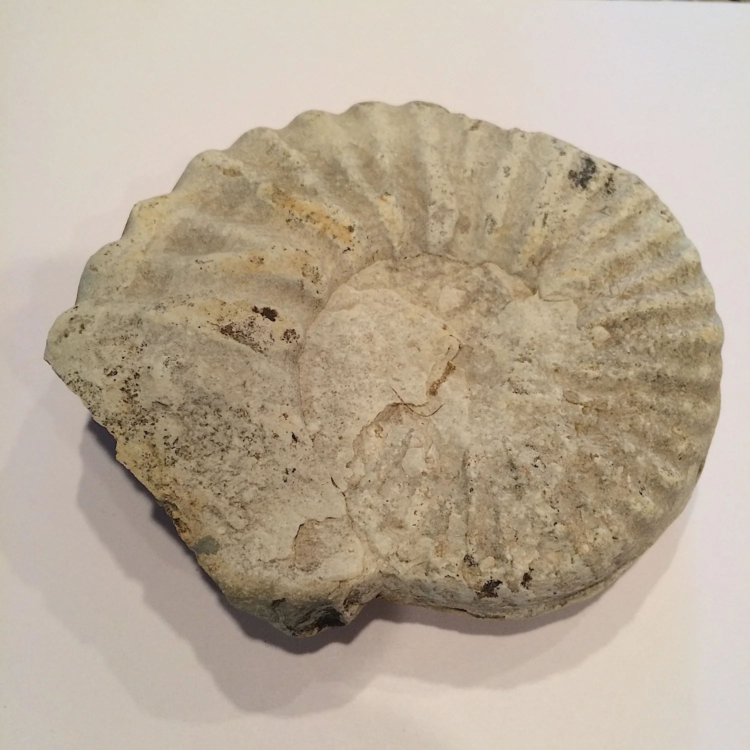 Mortoniceras #636 Duck Creek Formation Cooke Co., TX