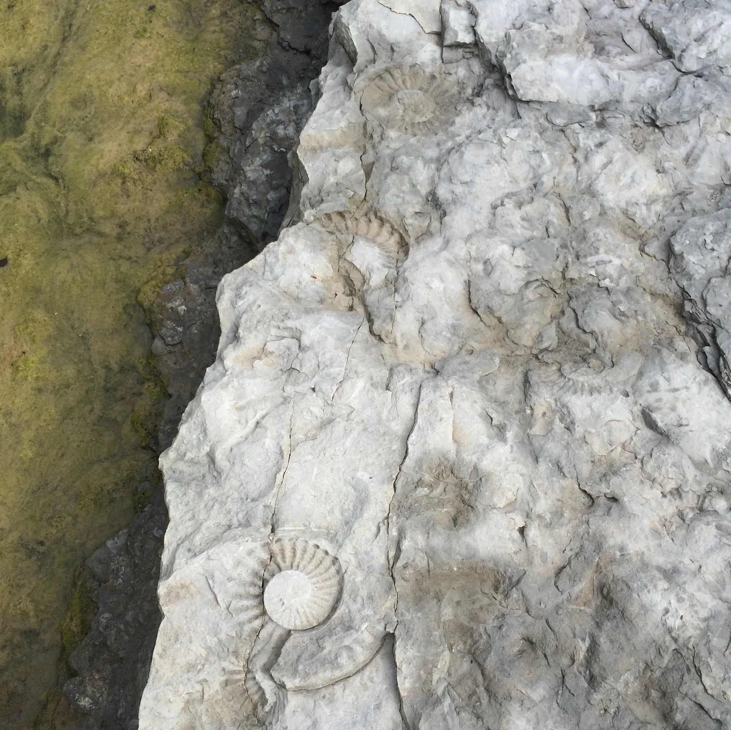 Mortoniceras #641b Duck Creek Formation Cooke Co., TX