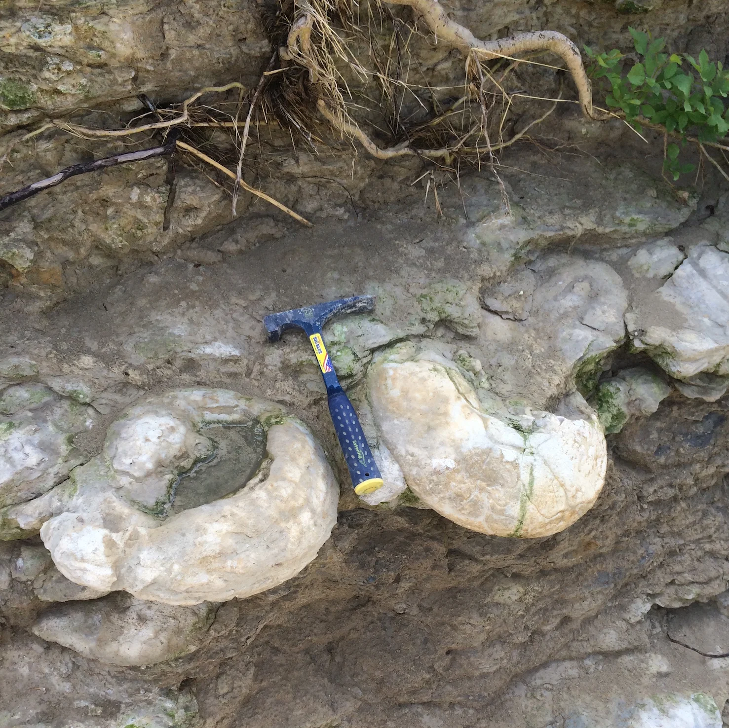 Eopachydiscus in situ Duck Creek Formation Cooke Co., TX
