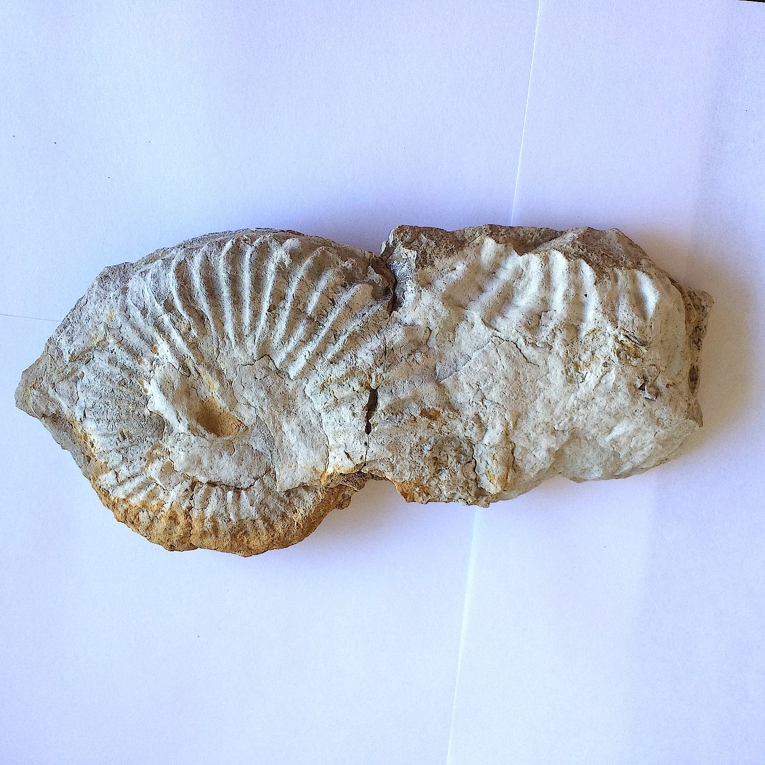 Mortoniceras #685 Duck Creek Formation Cooke Co., TX