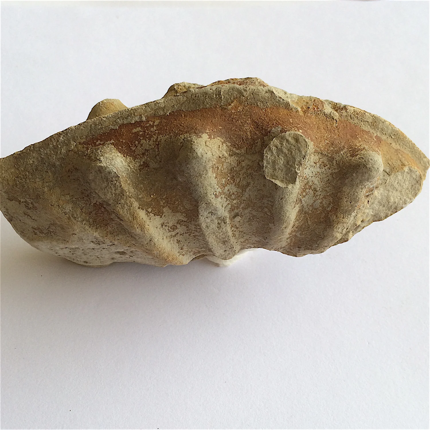 Mortoniceras #784b Duck Creek Formation Cooke Co., TX