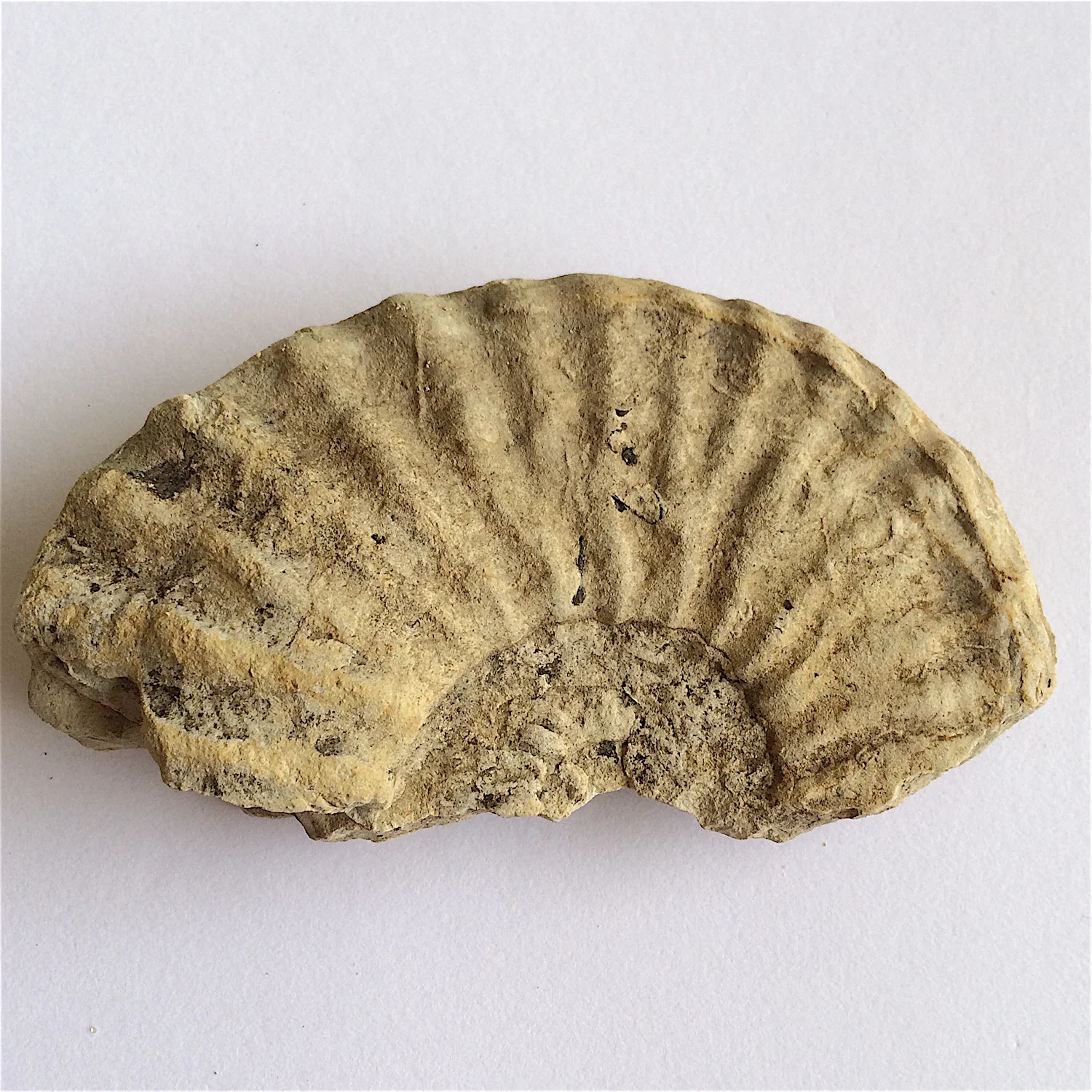 Mortoniceras #787 Duck Creek Formation Cooke Co., TX