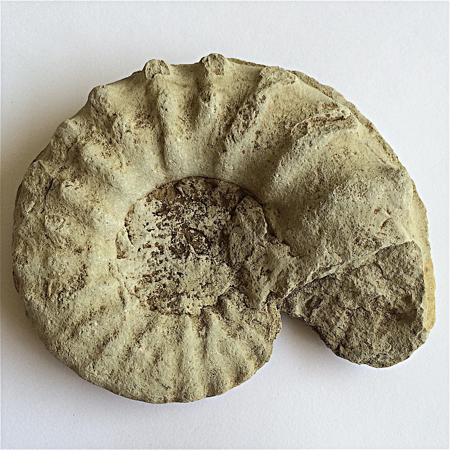 6 inch Mortoniceras #789 Duck Creek Formation Cooke Co., TX