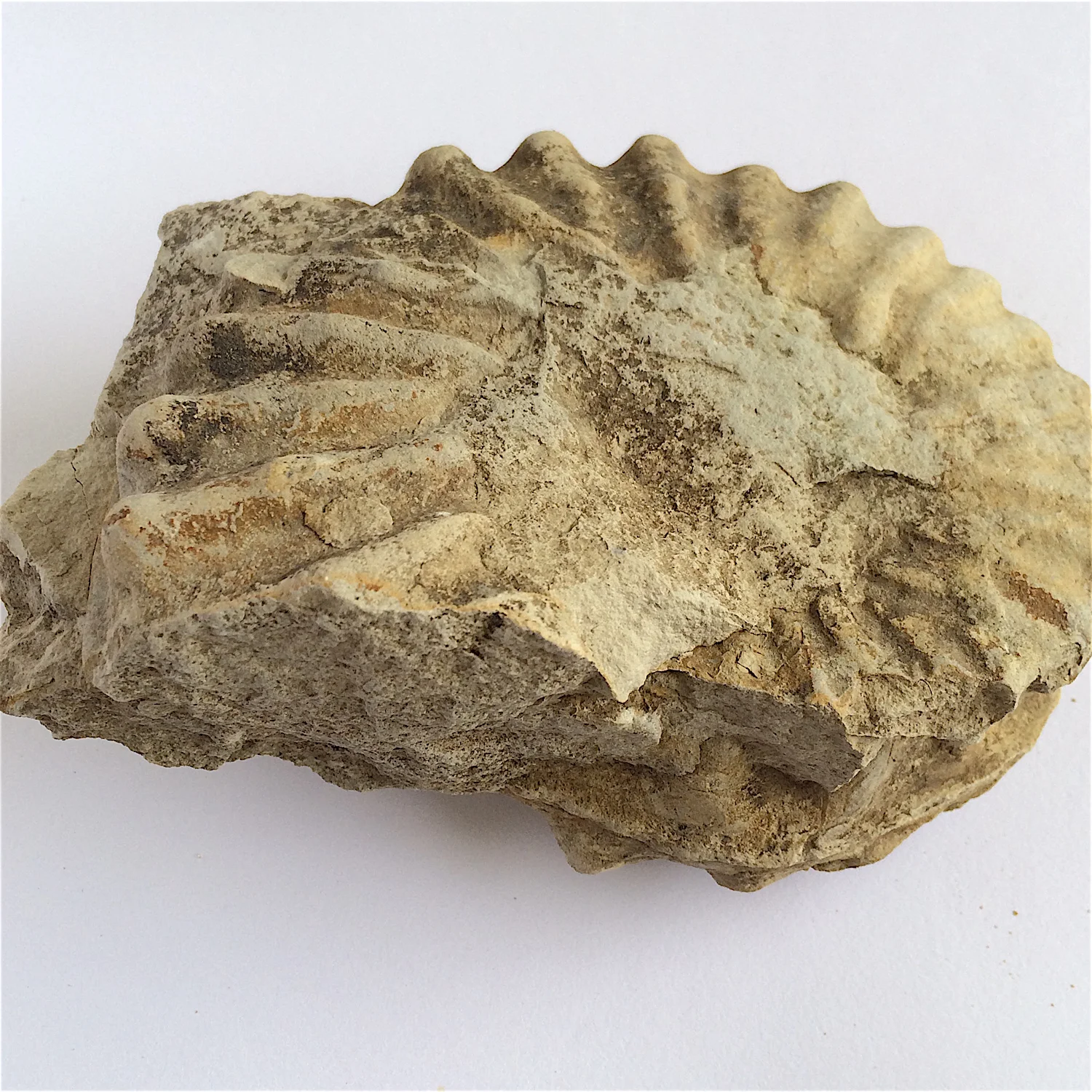 4 inch Mortoniceras #790 Duck Creek Formation Cooke Co., TX