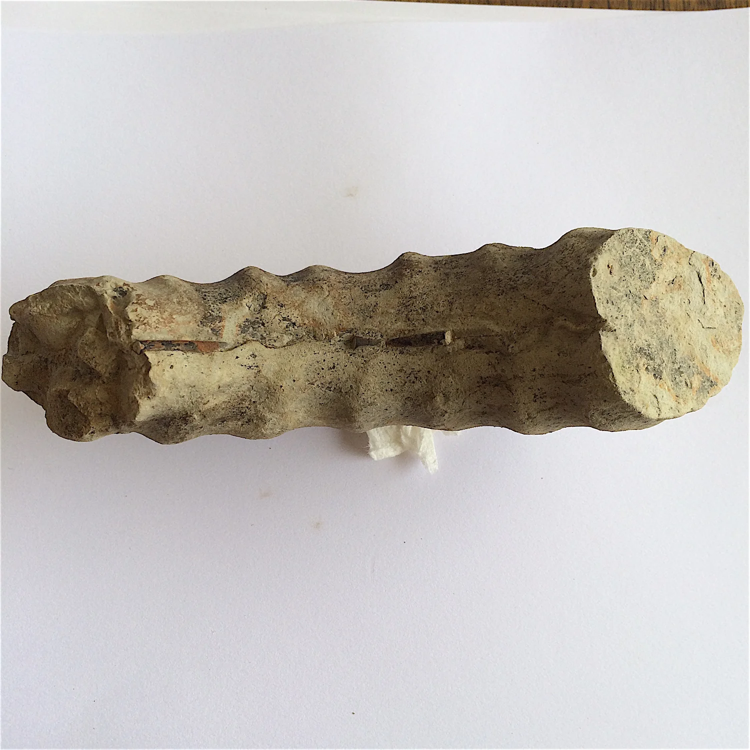 Mortoniceras #822 showing siphuncle Duck Creek Formation Cooke Co., TX